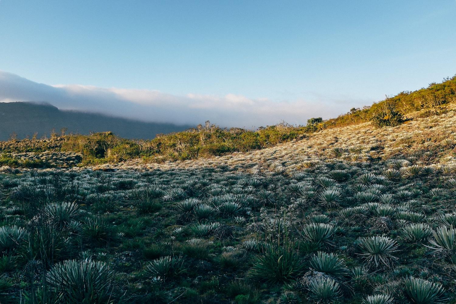 nature photo of the paramo region of colombia - set for mining operations but the community pushed back using an accountability mechanism from development banks